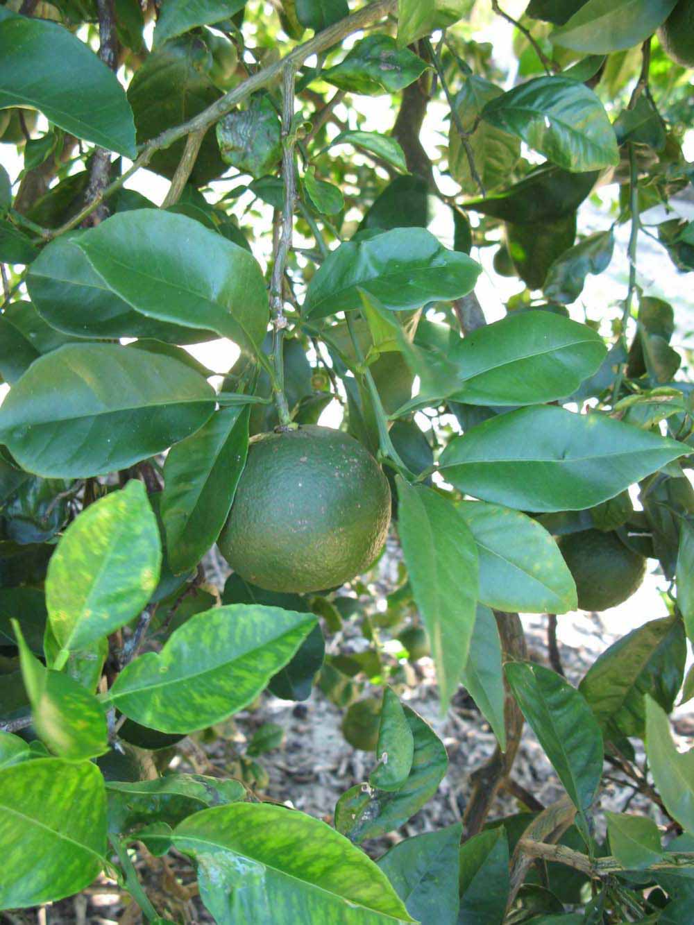              Shade leaves (Winter Haven, FL)       